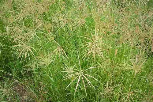 Ecovive Farm - Products